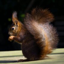 justbeauphotos-hope-2